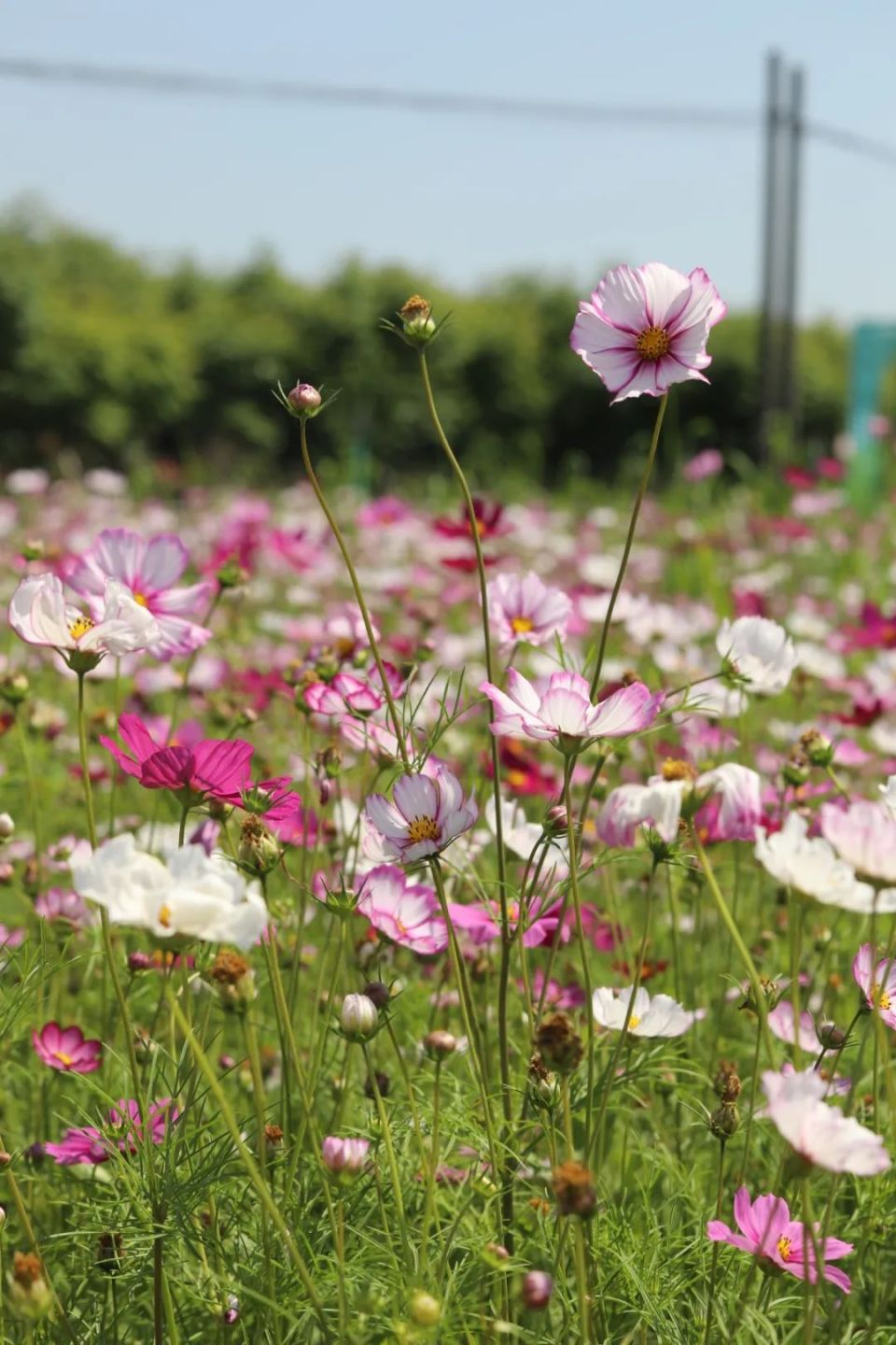 格桑花背景图片大全图片