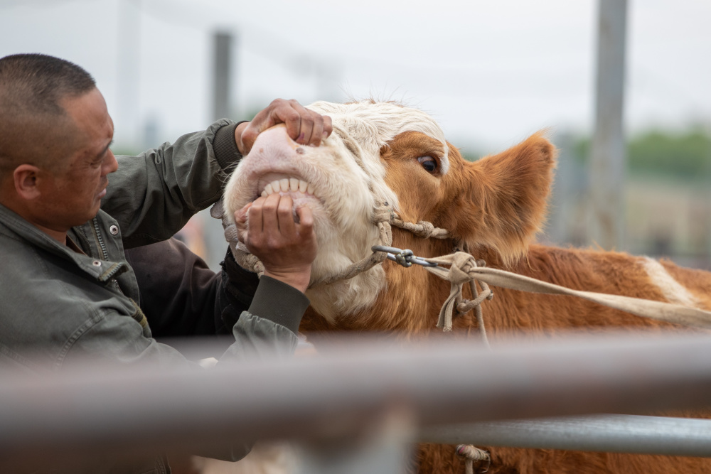黑龙江甘南县:现代化一站式牲畜交易市场助力县域经济发展