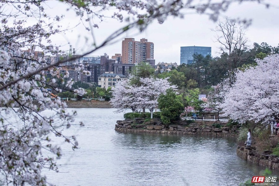 【每日一图@湖南】芳菲三月,湖南省植物园樱花"镜"放
