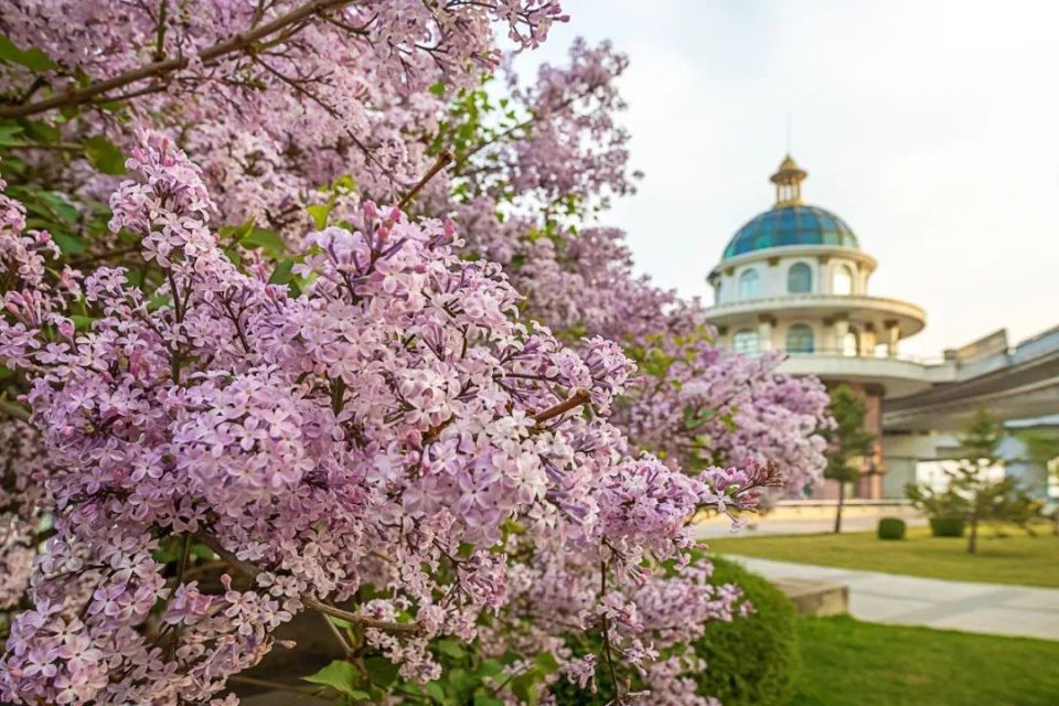 蓝丁香及关东丁香陆续开放;5月底或6月初红丁香和辽东丁香陆续开花;6