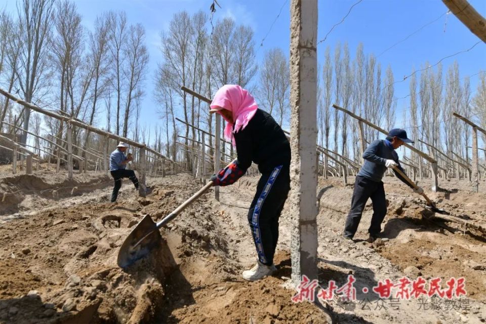 位于古阳关下的敦煌市阳关镇田间地头随处可见葡萄种植户扛起锄头,挥