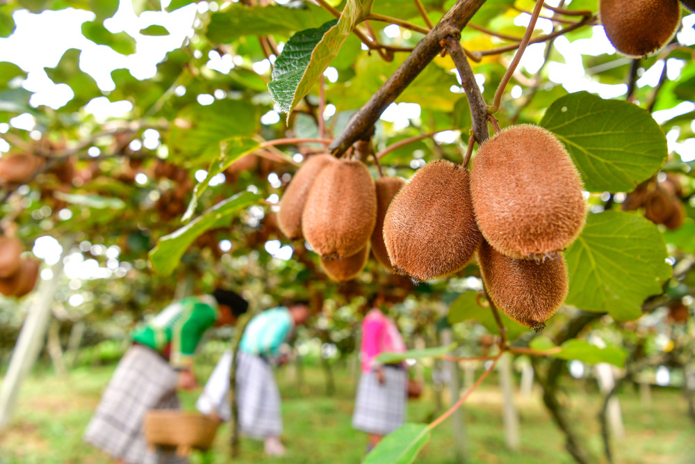 贵州修文猕猴桃丰收上市