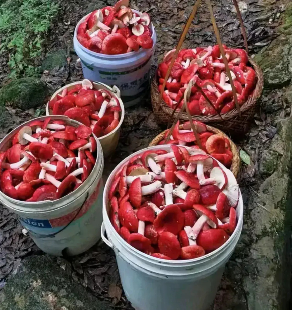 云南野生红菌能不能吃看法不一引发广泛争议 网友各有说辞观点不一致