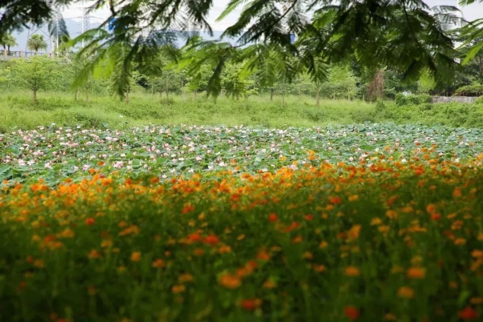 东莞这里的花海上线,满屏的夏日"多巴胺"