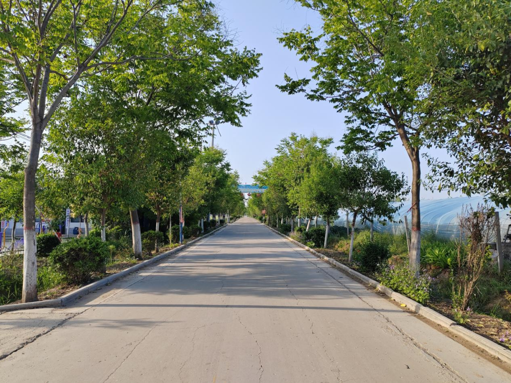 河南太康板桥镇:争创"五星"支部 打造富美乡村