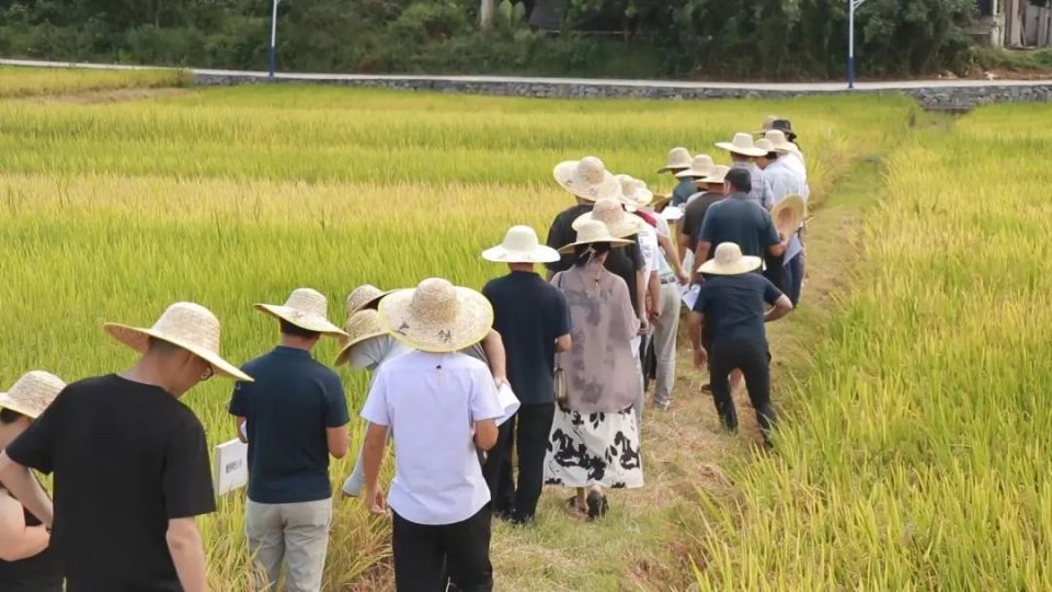 收成喜人!南安15万亩早稻开镰收割