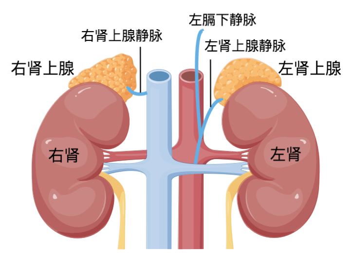 右肾上腺位置图片