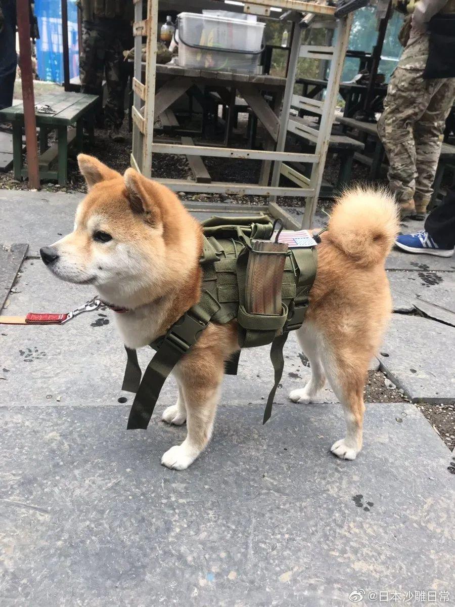 还记得经典游戏《重装机兵》里的波奇吗,究竟哪只狗子实力最强?