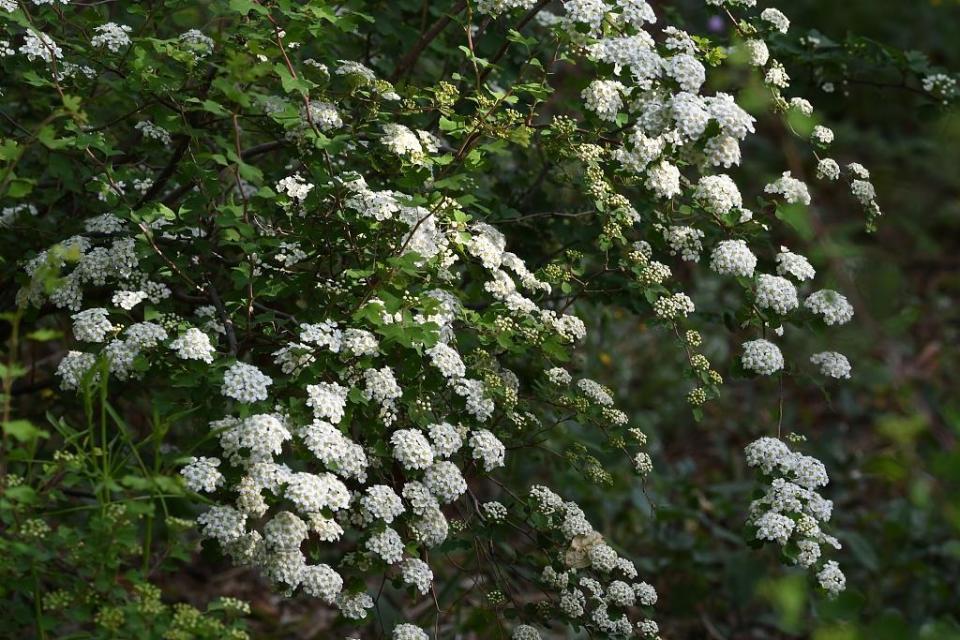 拿上这份"赏花图"去赴"百花宴"