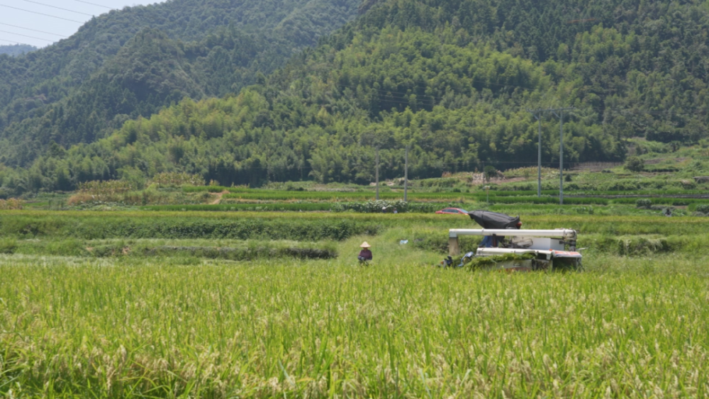 丰收啦!遂昌首批1500亩杂交水稻制种开镰收割