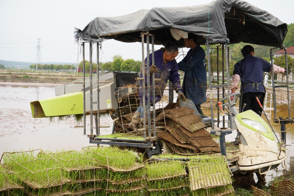 长沙县春华镇工厂化育秧机械化移栽为春耕生产提质增效
