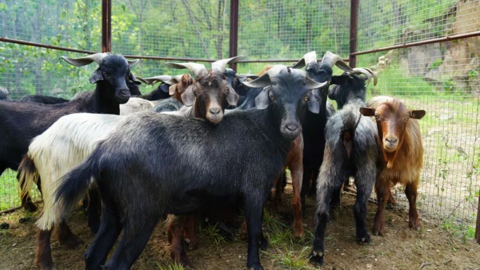 中国最低调的吃羊大省,三伏天喝羊汤,山东人坚持了2000多年的夏日消暑