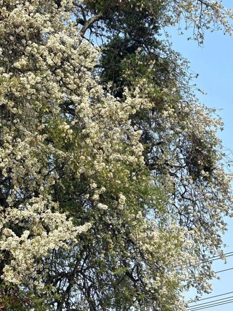 美好生活在云南|保山板桥有棵600多岁的楂子树_腾讯新闻