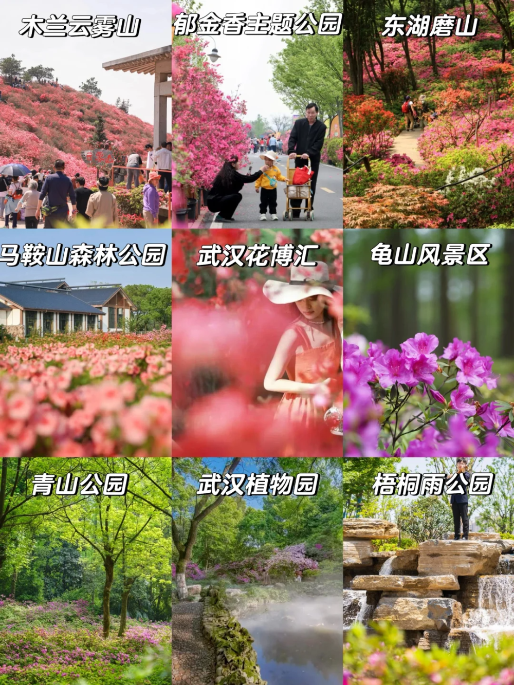 云雾山3月30日,2024第十五届木兰云雾山杜鹃花节已经开幕,门票65元/人
