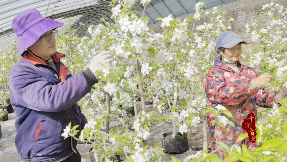 千城百县看中国河北徐水万盆果树盆景竞相绽放