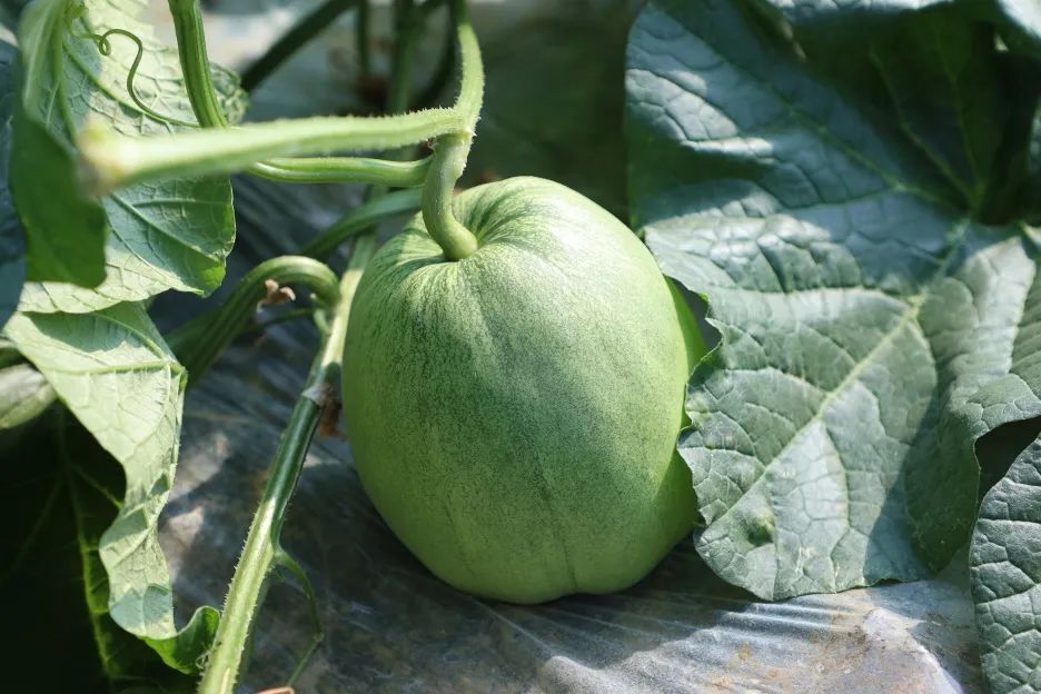 青皮绿肉的爽口菜瓜,到底能不能连皮吃?