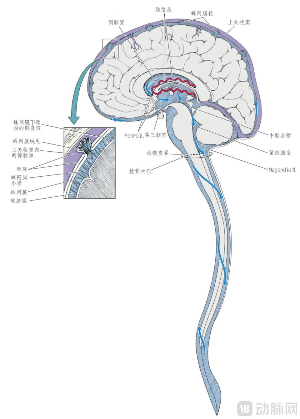 索菲萨引流怎么调压国产0获批，200万脑积水患者的治疗被卡脖子？_https://www.jmylbn.com_新闻资讯_第3张