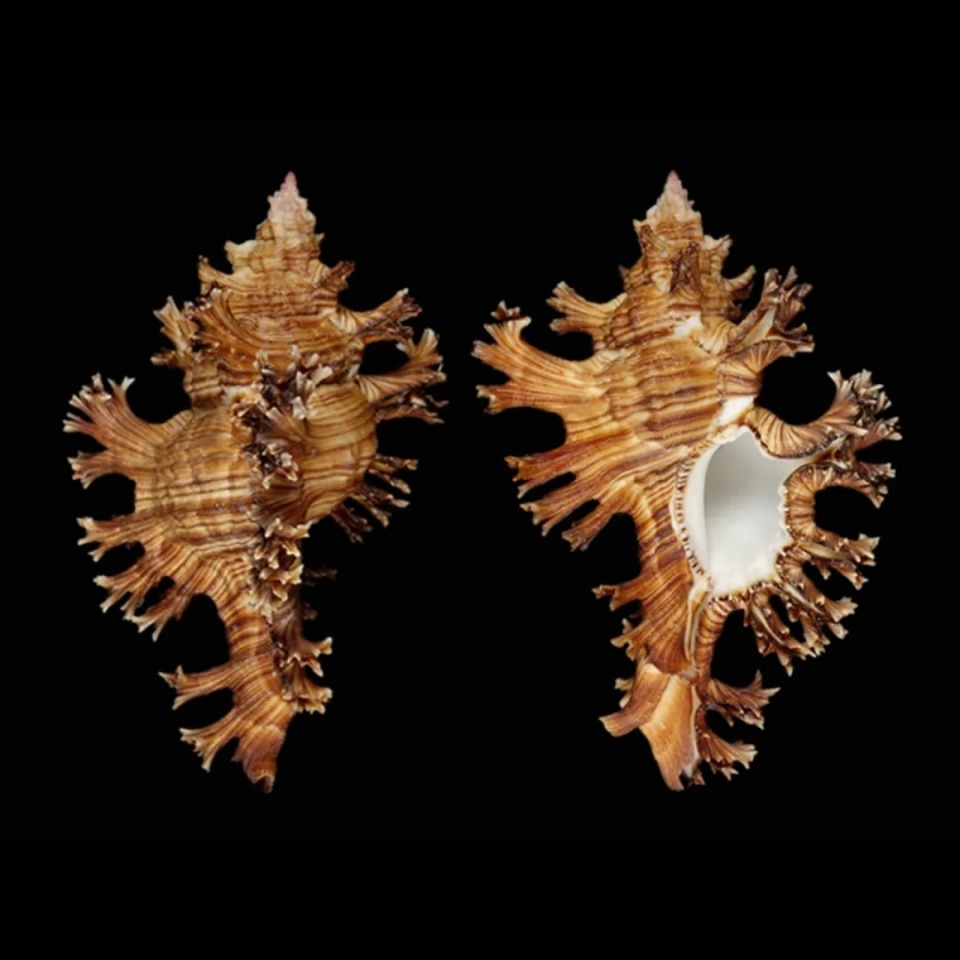 他乡之约|"来草原赶海——中国南海贝类特展"观展指南