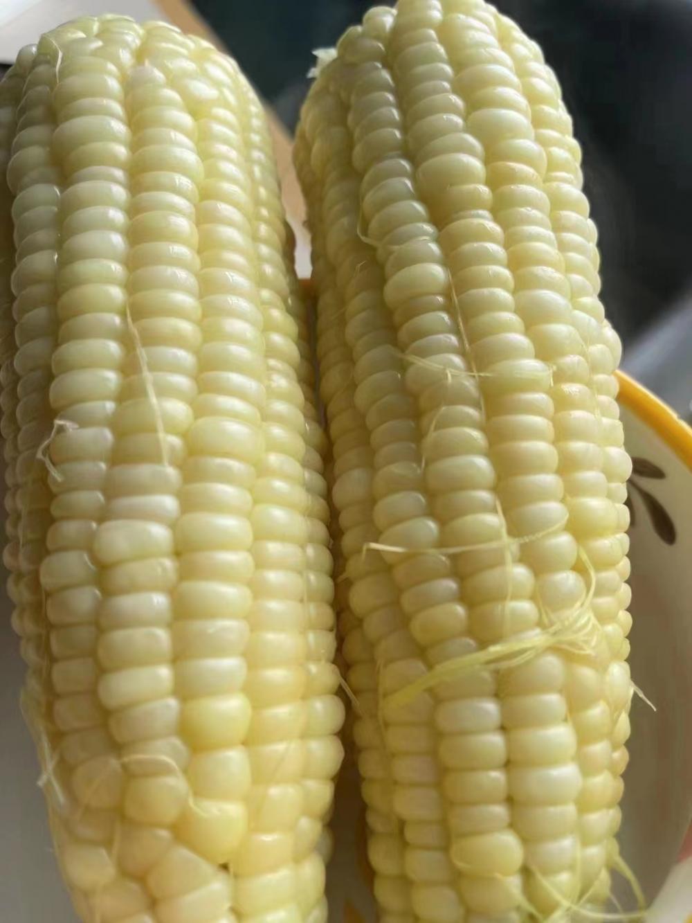 海南小甜糯玉米3月30日开售!_腾讯新闻