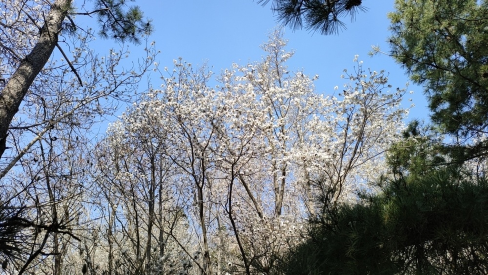 山姜花（山姜子花的图片） 第25张