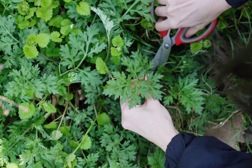 今年第一波土味艾草青团!