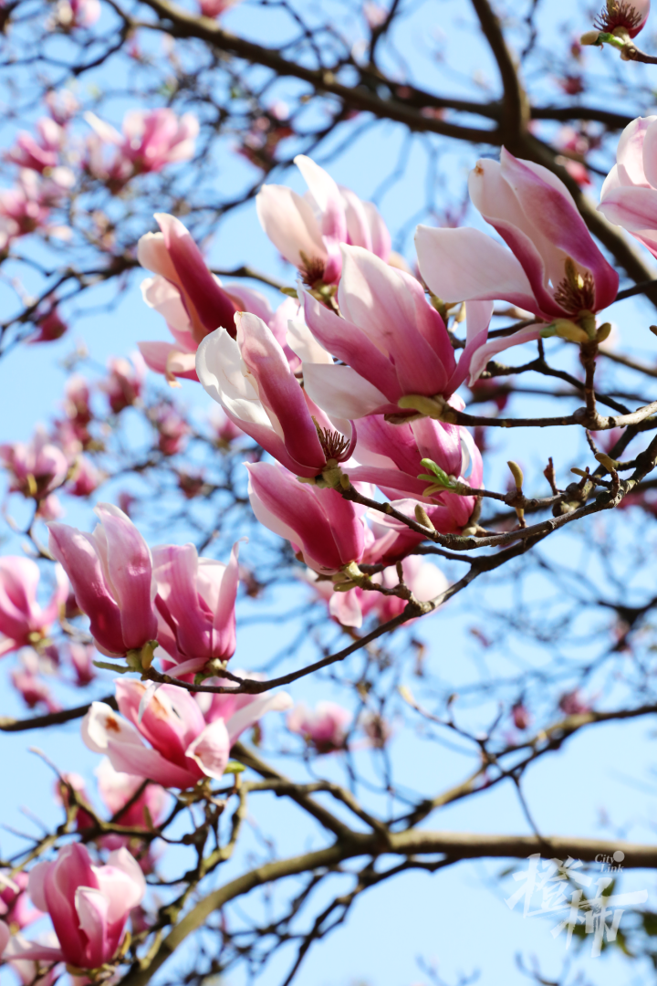 湘湖三月赏花地图来了,带你赏遍湘湖春花