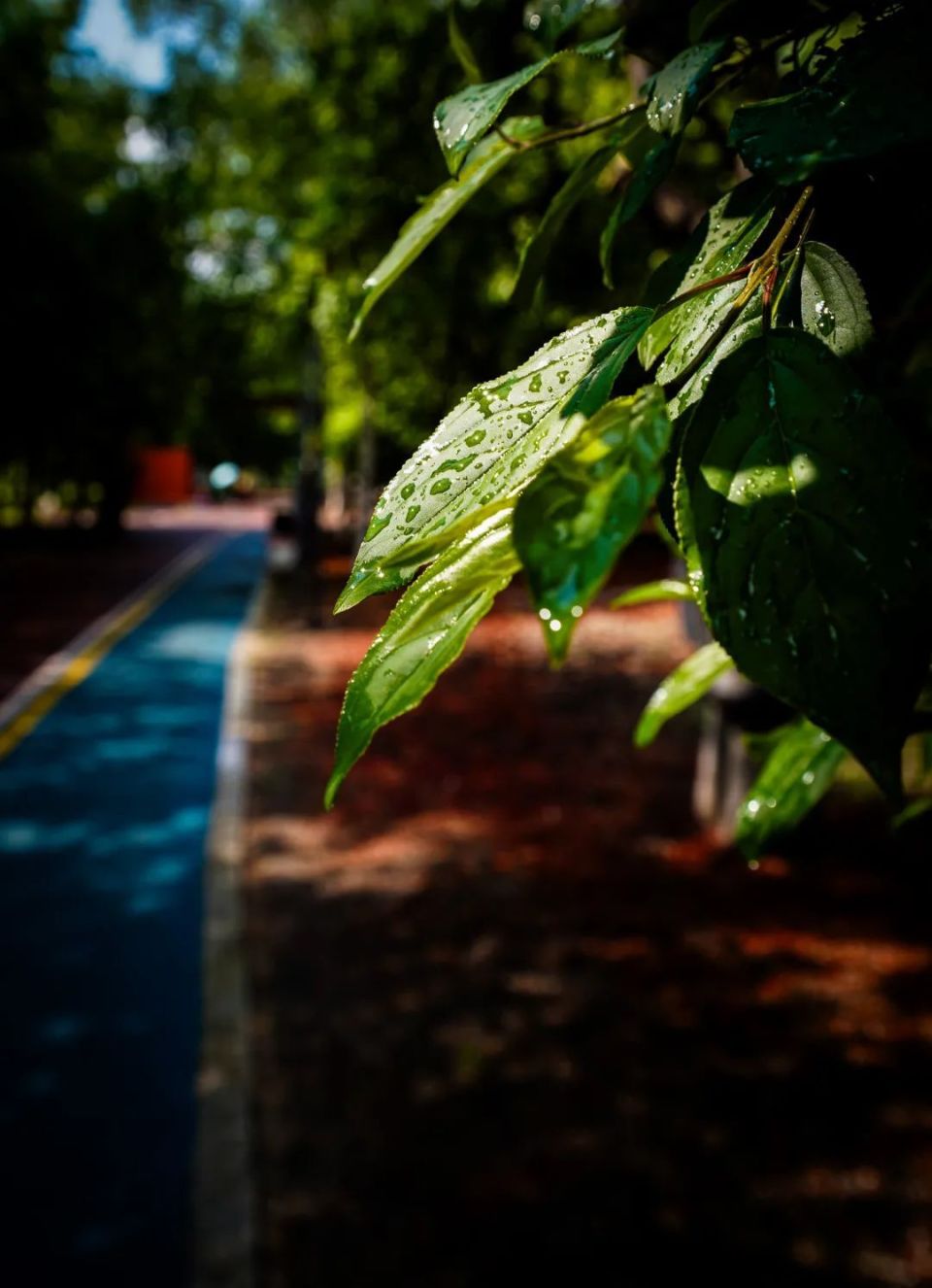 雨中香坊,最美不过"夏"雨天