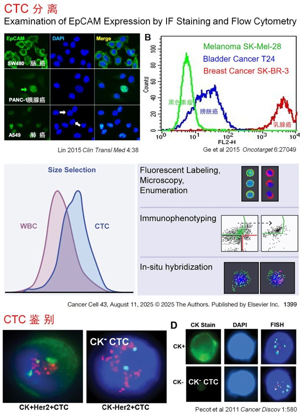 CTC、CTEC 2.0的临床应用及 i•FISH精准靶向单细胞蛋白质组学等多模态研究_腾讯新闻