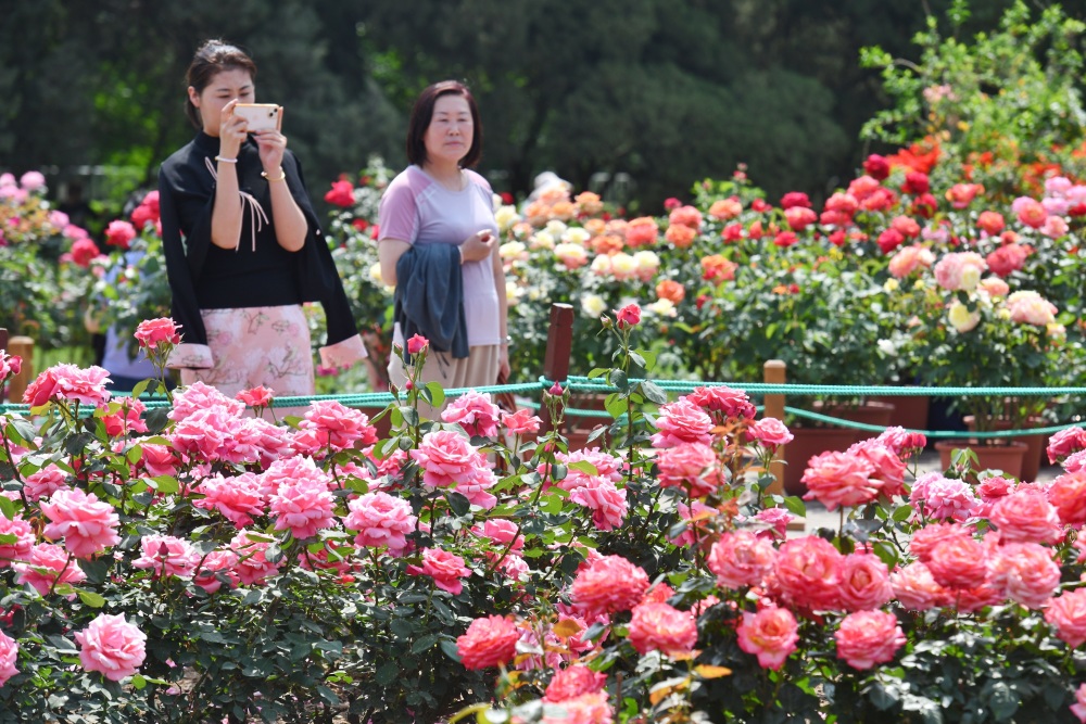 天壇公園第42屆月季花展來了新增芳香月季品種先睹為快