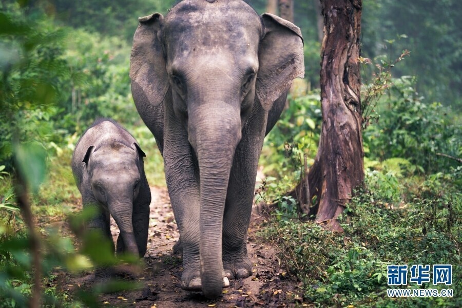 作为热带雨林中的旗舰物种,亚洲象的童年是一部奋力成长的"励志剧"