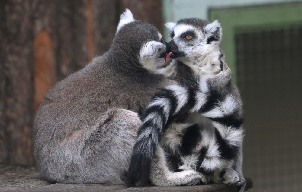莫斯科动物园的动物们