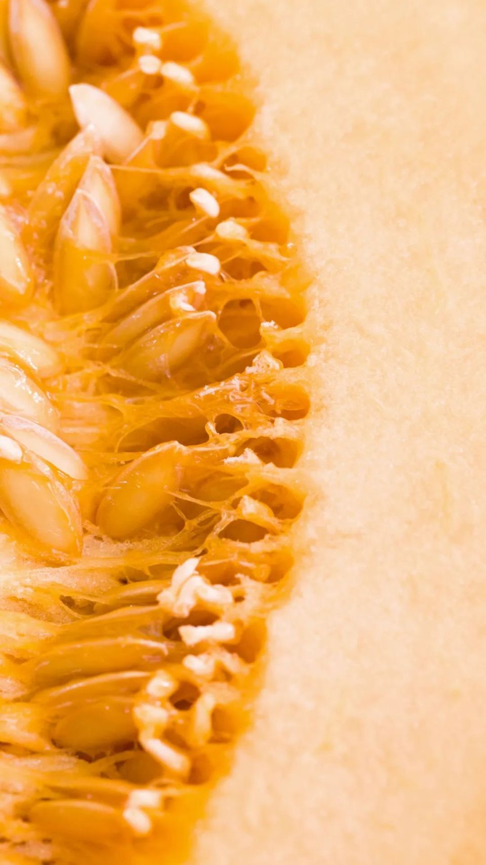 哈密瓜,是什么瓜?