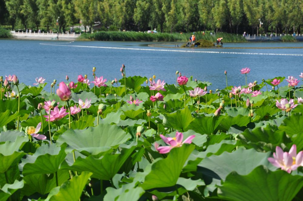 四朵荷花图片大全图片