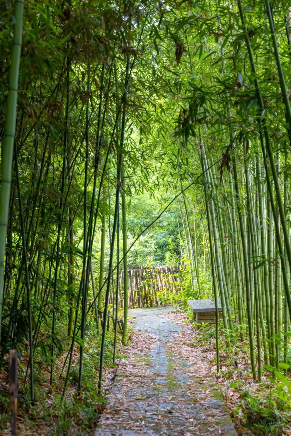 来沪上这些青翠碧绿的竹林,带你享受清凉一夏!