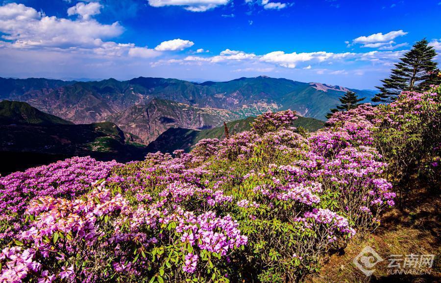 【高清组图】大姚小百草岭:杜鹃花开映山红