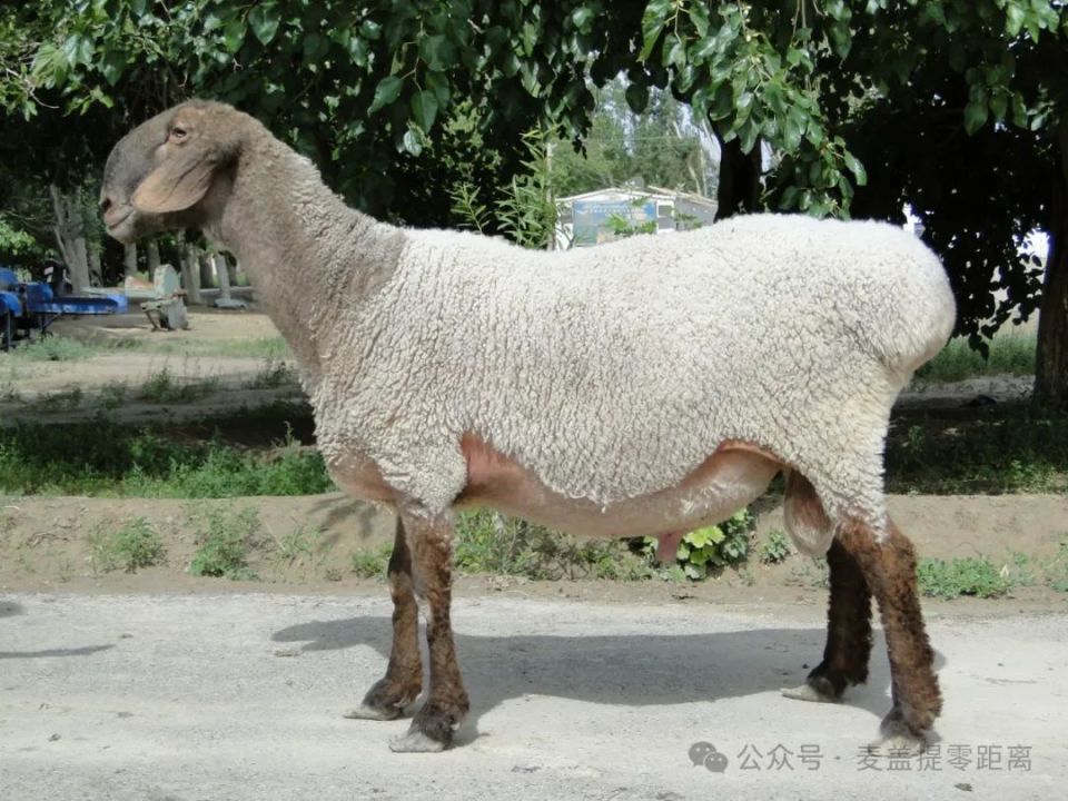 麦盖提多浪羊在麦盖提人的歌声里,叶尔羌河是"土地宽广的地方",是"