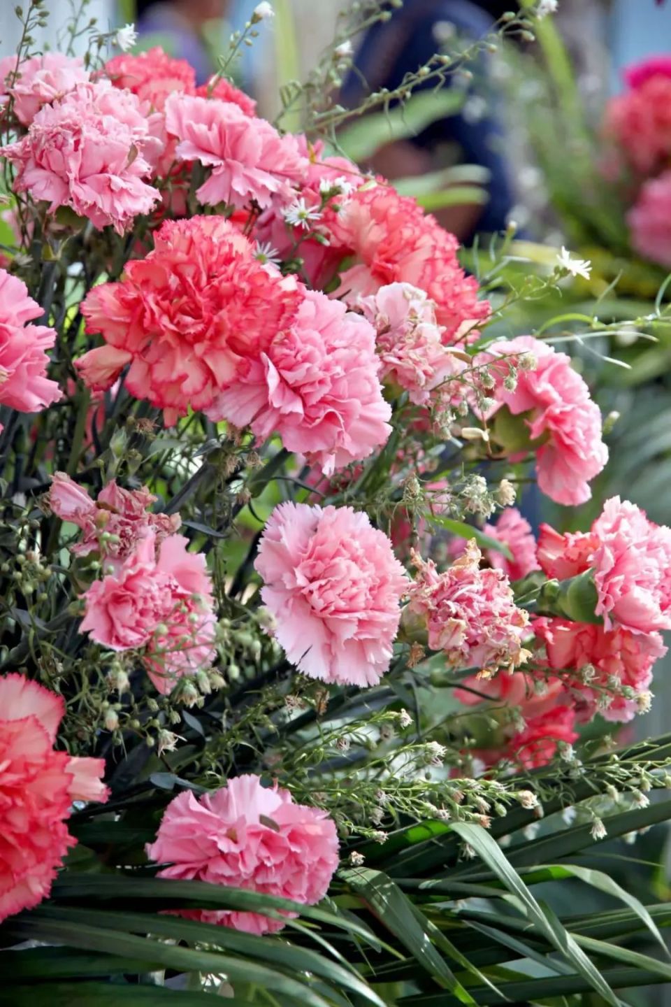 康乃馨鲜切花很快就会凋谢,不如考虑一下盆栽? 丨小叶子有"花"招