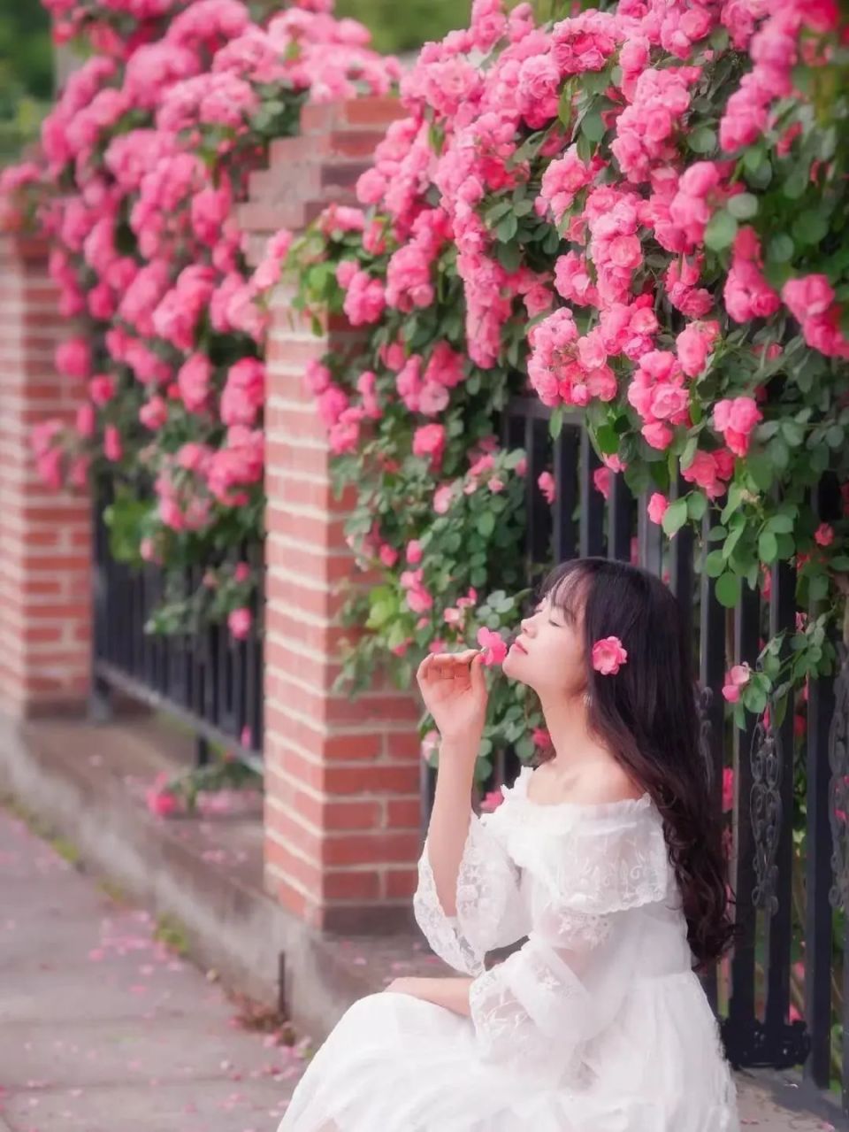蕃薯藤tina庄园不止是蔷薇花到处都是花花花花花行走在其中总是能和