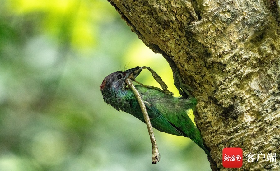 原创组图黑眉拟啄木鸟育雏忙