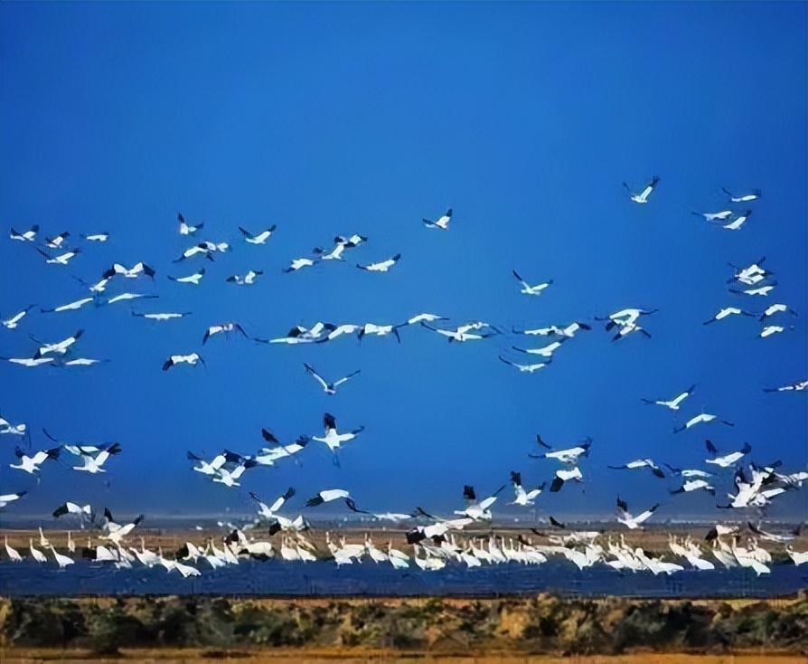 吉林白城丹顶鹤保护区图片
