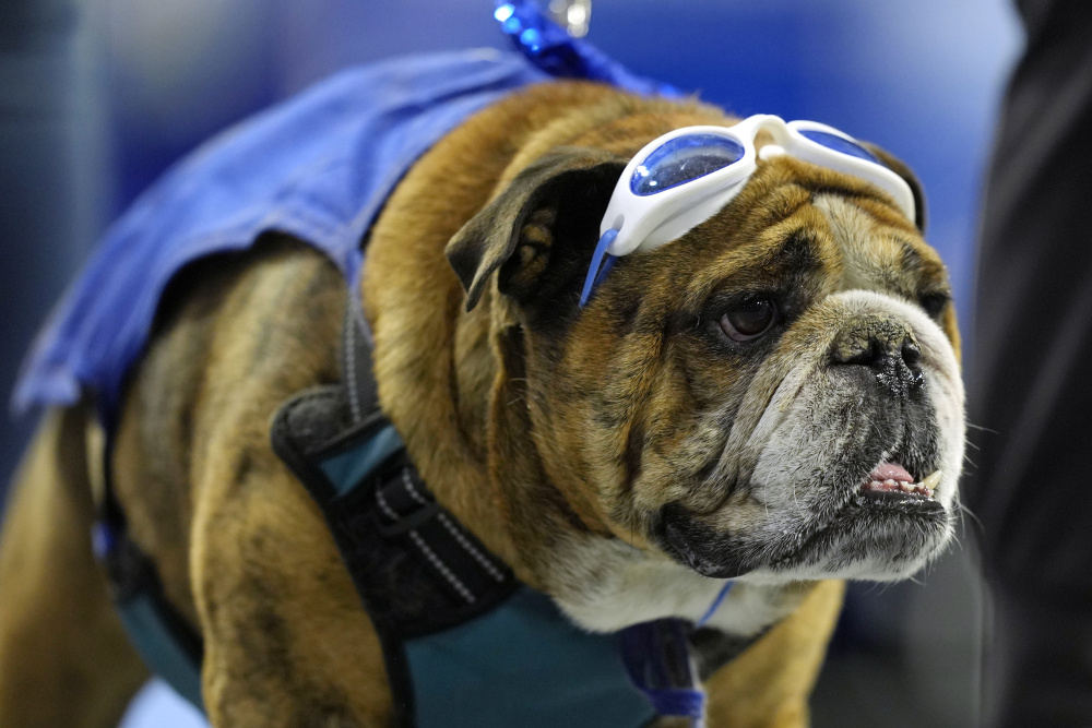 斗牛犬选美比赛