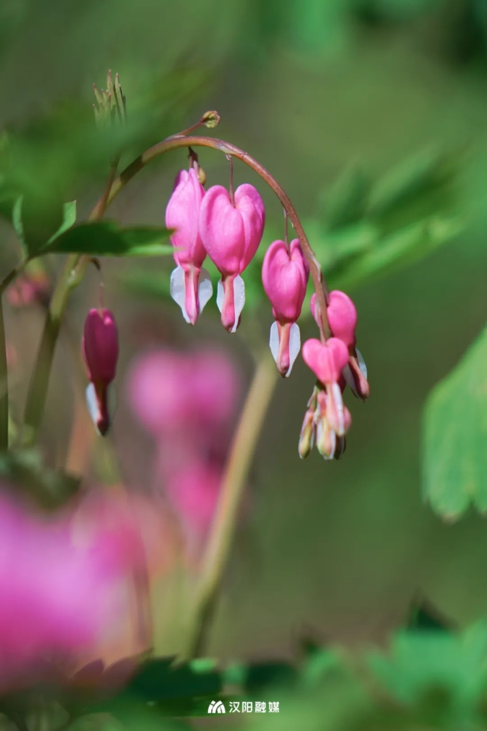 罕见爱心牡丹首次亮相就在汉阳