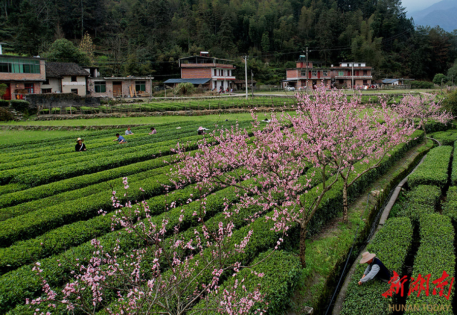 近日,双牌县上梧江瑶族乡盘家村云台山生态有机茶园进入了春茶采摘期