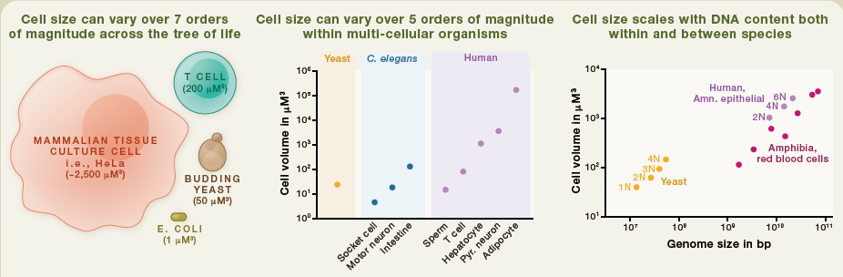 cell | 是什么决定了细胞的大小?
