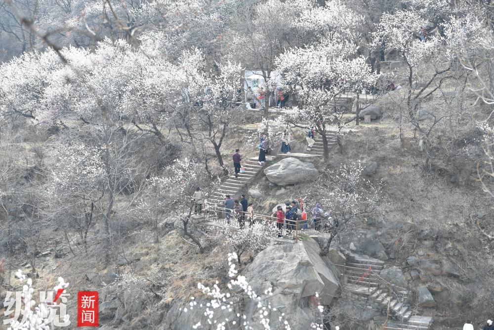 共赴春日繁花之约!赞皇县举办杏花季旅游网络直播启动仪式_腾讯新闻