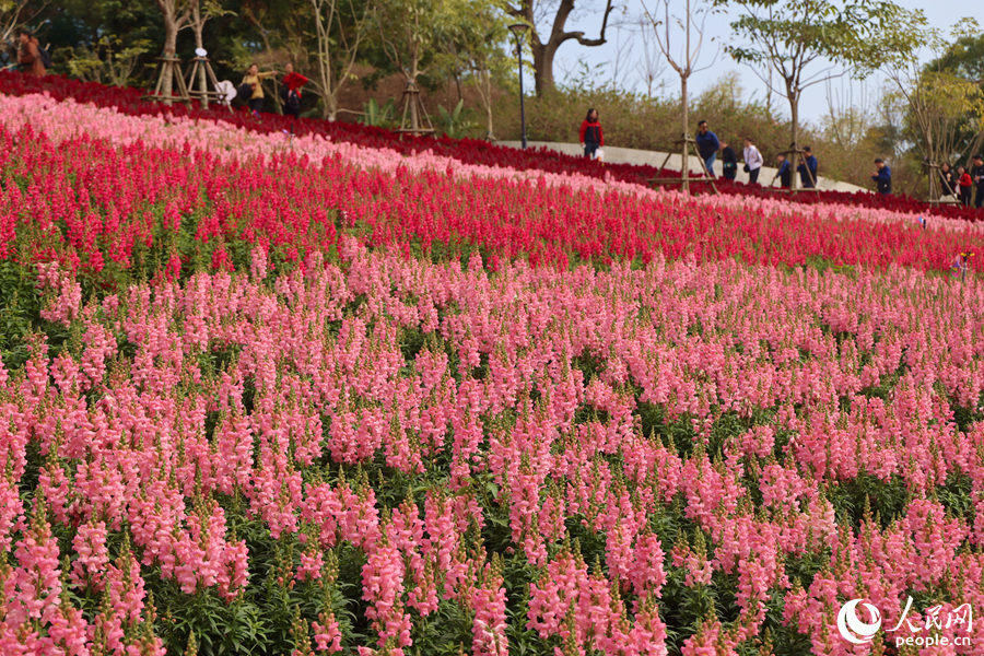 厦门粉红花海迎春开引客来