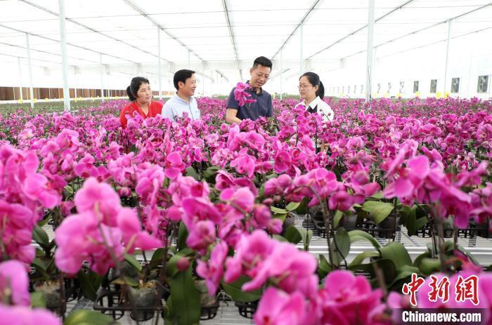 江苏花乡的花木电商诚信经