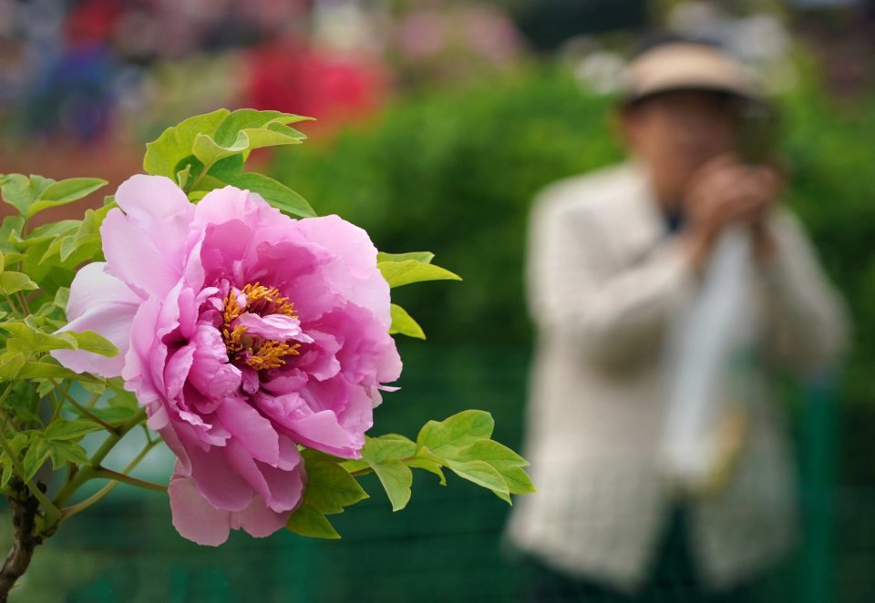 诗意中国丨疑是洛川神女作 千娇万态破朝霞