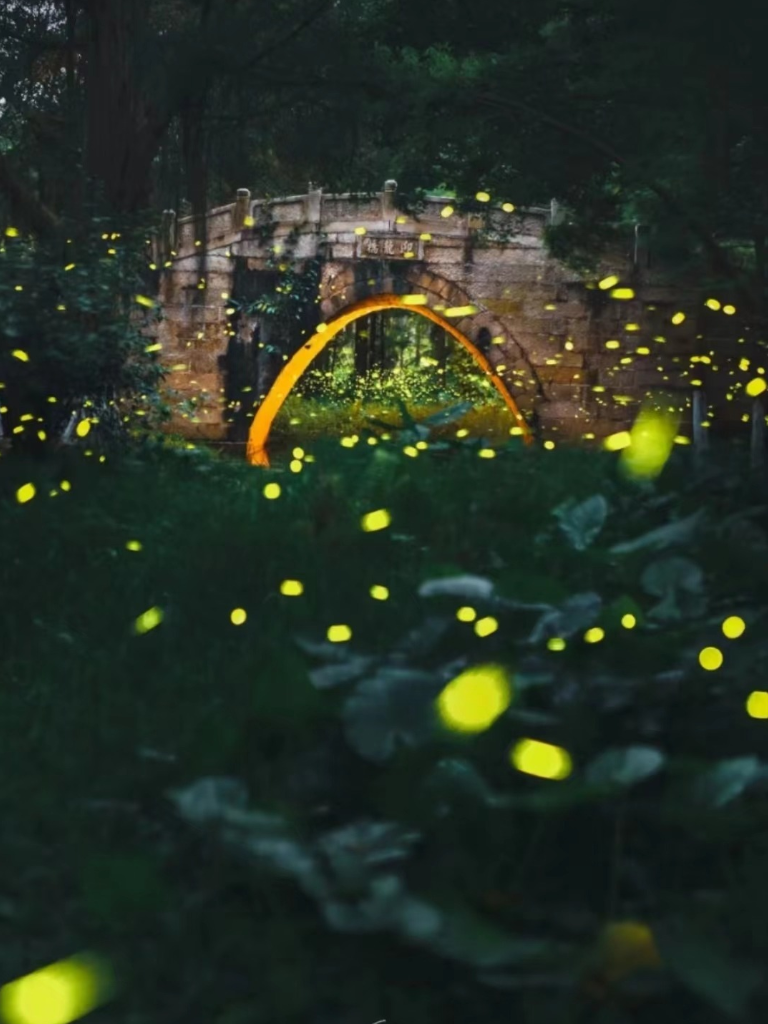 萤火虫夜景的风景图片图片