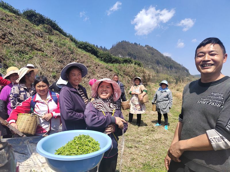开阳县高寨乡茶叶香里说丰年